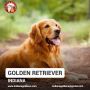Golden Retriever Indiana - Champion Bloodlines