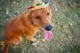 Golden Retriever Puppies Indiana – Healthy, Happy Pups 