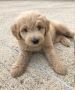 Goldendoodle Puppies Indiana – Mini Goldendoodles for Sale 