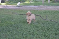 English Golden Retriever: Glowing with Love, Loyalty.