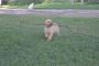 English Golden Retriever: Glowing with Love, Loyalty.