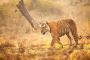 Golden Triangle Tour with Ranthambore Golden Triangle Tour with Ranthambore
