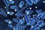 Get the Best Price for Lactiplantibacillus Plantarum Probiot
