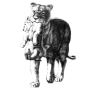 Get the best in class, expertly drawn, animal art & painting Get the best in class, expertly drawn, animal art & painting