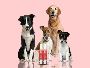 Tear Stain Cleaner for Vegan Dogs