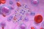 What is the Role of Vitamin B12 and Folate in DNA Synthesis?