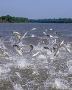 Controlling Pond Mussels Invasive Species: Solutions by Inva