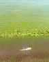 Understanding and Managing Toxic Algae | Invasive Species Co