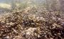 Invasive Species Control Solutions | Invasive Species Corpor