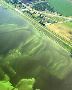 Hydro Plant Mussels: Combating Invasive Species with Effecti