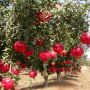 Professional Pomegranate Farming Consultant Near You