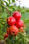Expert Agro Farming Consultants for Better Yields Expert Agro Farming Consultants for Better Yields