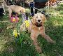 Labradoodle Puppies For Sale BC Labradoodle Puppies For Sale BC