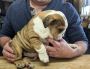 Home trained English bulldog pups for a new home.