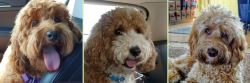 Trusted Platinum Paw ALAA Breeder for Healthy Labradoodles