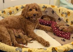 Massachusetts Labradoodle Puppies Raised With Love Always