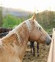 Experience horseback riding in wyoming jackson hole Experience horseback riding in wyoming jackson hole