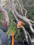 Best Tree Removal Services in Onehunga