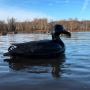 Black duck decoys | Duck Hunting Decoys & Goose Decoys 