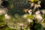 Reliable Pest Control Gold Coast Services by Termicide Exper