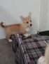 Fully vaccinated Pembroke Welsh Corgis Fully vaccinated Pembroke Welsh Corgis