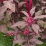 2500 Seeds Red Amaranth Seeds