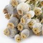 buy dried poppy pods online