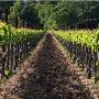 Napa Vineyards 