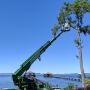 Tree Trimming Service Florida Tree Trimming Service Florida