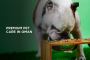 Jebel K9 – Premium Pet Care in Oman Jebel K9 – Premium Pet Care in Oman