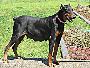 DOBERMAN PINSCHER PUPPIES FOR SALE! DOBERMAN PINSCHER PUPPIES FOR SALE!