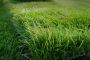 Upgrade Your Field with Professional Synthetic Football Turf