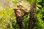Affordable Tree Services for Residential & Commercial Needs