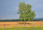 Birch Tree Glenview