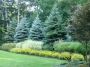 Evergreen Trees with Delivery, Planting & 1-Year Warranty