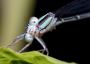Buy Illustrations From Most Famous Macro Photographers