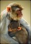 Purchase Well Liked Wildlife Photos for Sale in New York