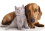 AIRBORNE ANIMALS – Trusted & Safe Global Dog Shipping Compan