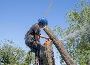 Tree Trimming Service Raleigh NC