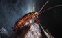 Top Cockroach Control Treatment In Malaysia