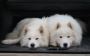 Adorable and Loving Samoyed Mix Pups Adorable and Loving Samoyed Mix Pups