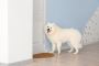 The Beauty and Behavior of Fully Grown Samoyed Adults