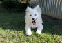 Friendly Samoyed dog Brings Joy To Your Home Today