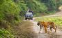 Book Jim Corbett Tour Packages Upto 30% Off at Kiomoi Book Jim Corbett Tour Packages Upto 30% Off at Kiomoi