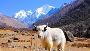 Langtang Valley Trek Difficulty: Is It Right for You?