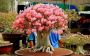 Adenium Arabicum: Resilient Beauty of Desert Rose