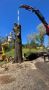 Why Choose a Certified Arborist for Your Tree Service Needs?