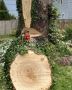 How to Choose the Right Tree Service Company in Syracuse, NY