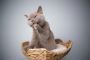British Shorthair Cat Breeders in India – Khan Kittens