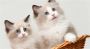 Ragdoll Kittens for Sale | KhanKittens Ragdoll Kittens for Sale | KhanKittens